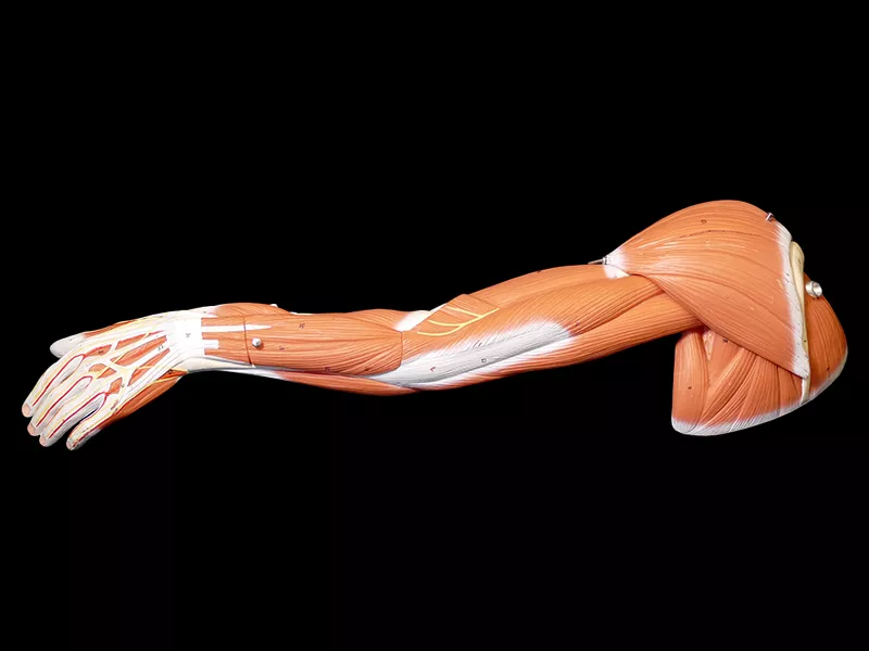 Anatomy model of human arm with muscles 