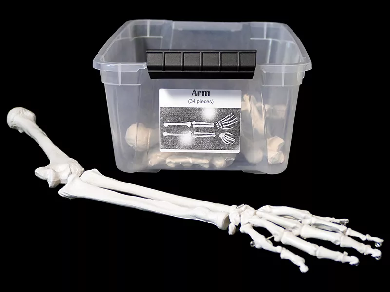 Anatomy model of human arm skeleton