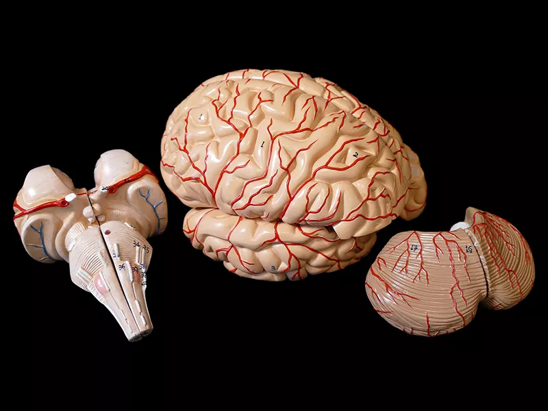 Anatomy model of the human brain 