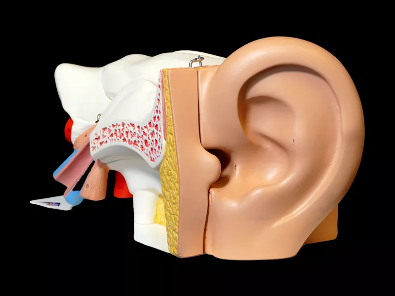 Anatomy model of the human ear