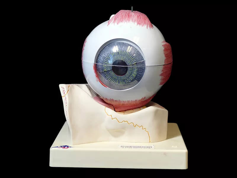 Anatomy model of human eye
