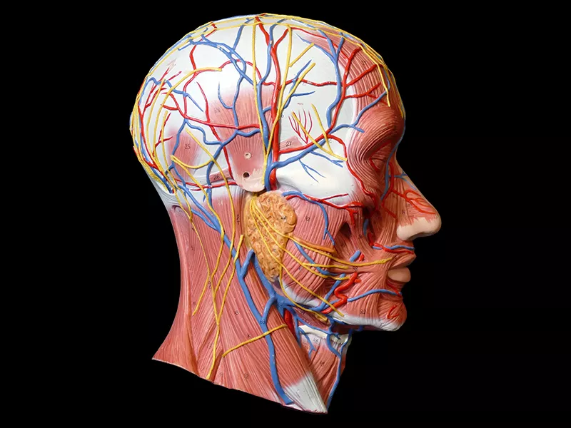 Anatomy model of human head