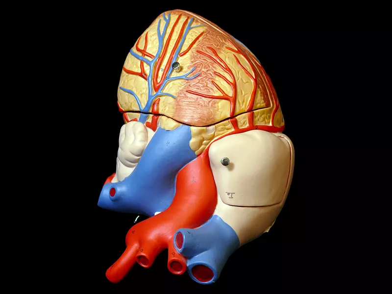 Anatomy model of the human heart