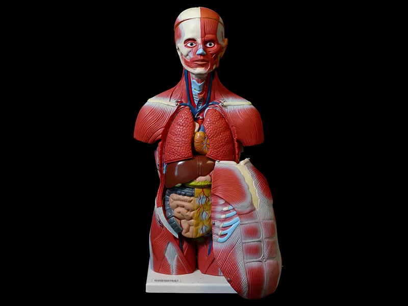 Anatomy model of the human torso and head