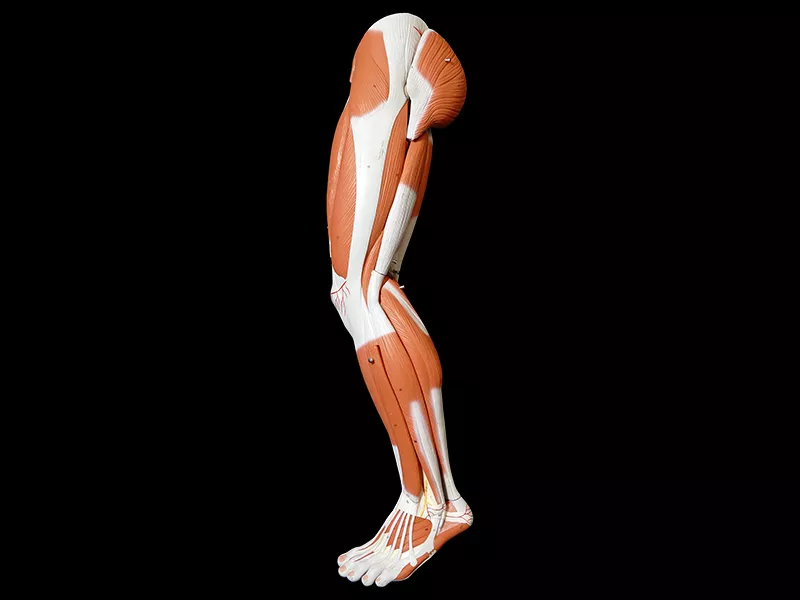 Anatomy model of human leg with muscles 