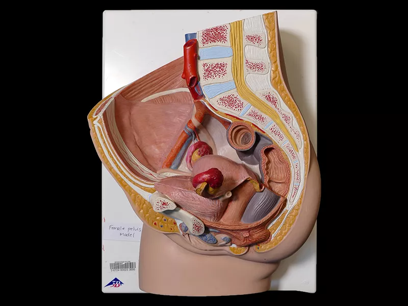 Anatomy model of the human female pelvis