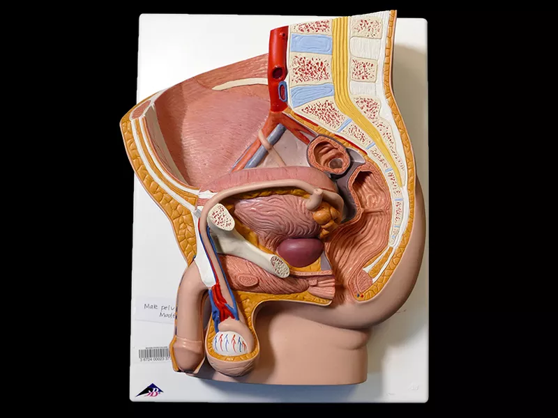 Anatomy model of the human male pelvis 