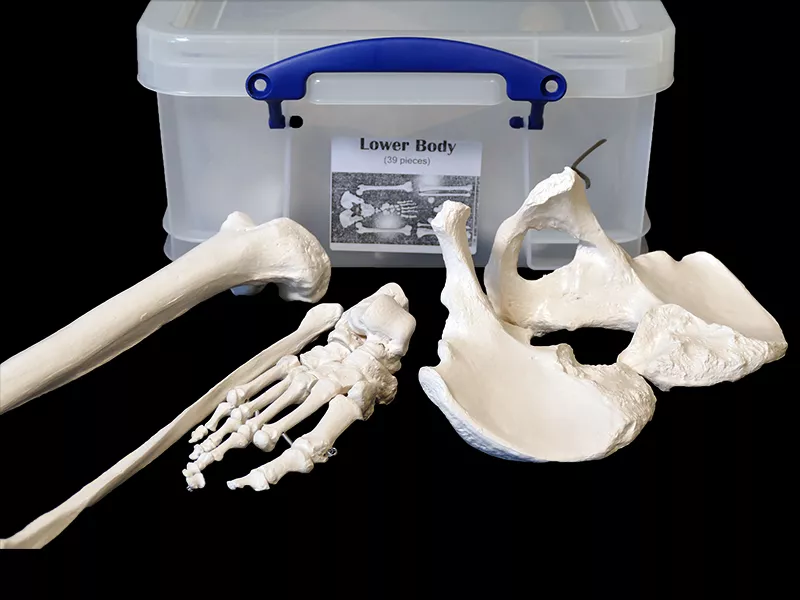 Anatomy model of human lower body skeleton